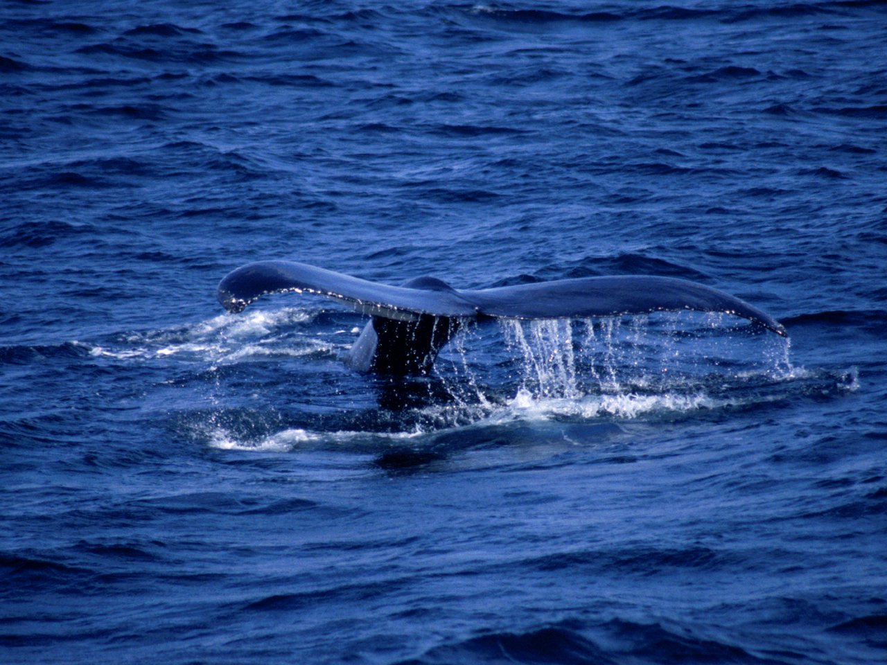 Balaenoptera Physalus